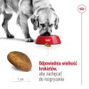 Royal Canin SHN Maxi Adult - sucha karma dla psa dorosłego - 15kg