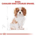 Royal Canin BHN Cavalier King Charles Spaniel Puppy - sucha karma dla szczeniąt - 1,5kg